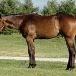 Your Irons R Invited (Nolan) - out of Thats My Invitation (Owned by Seaside Farm LP)